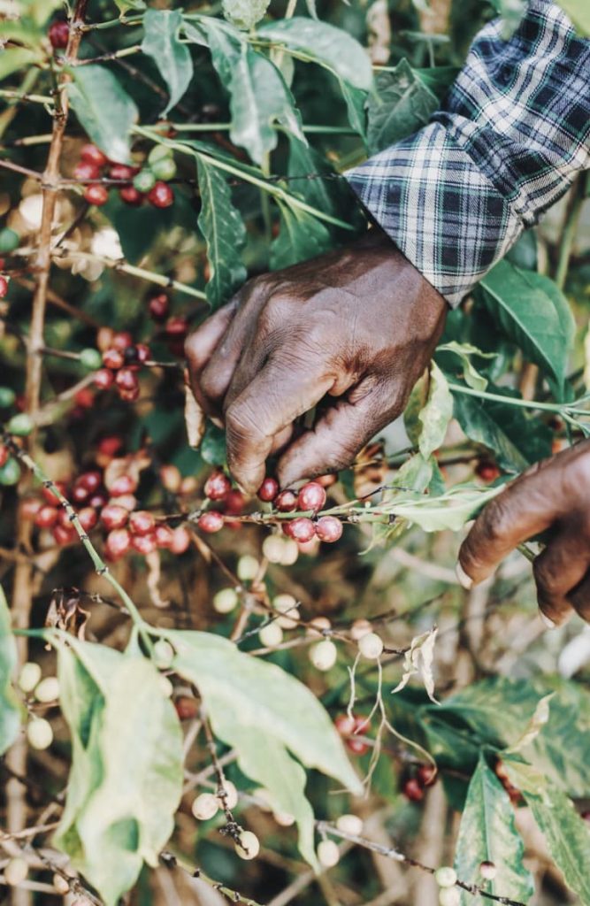 Tout savoir sur le caféier 1