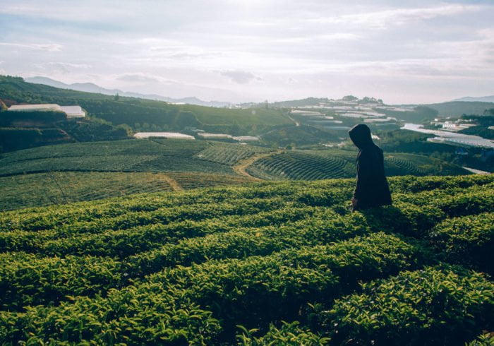Découverte du thé 1