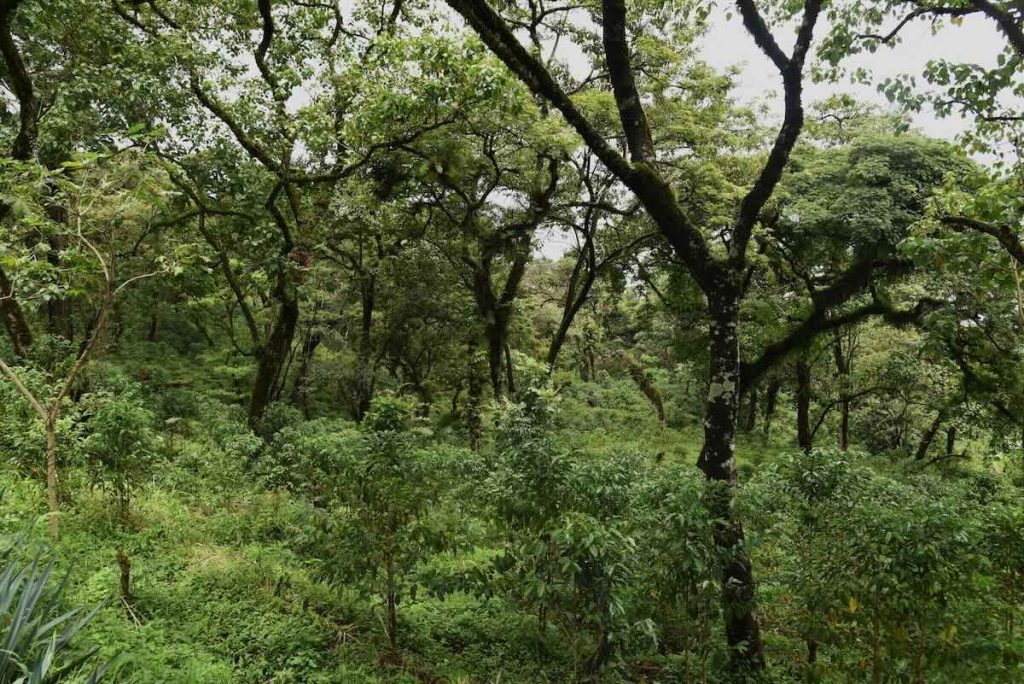 café éthiopie grains café de spécialité