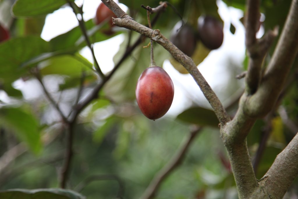 café colombie grains arabica terroir andes