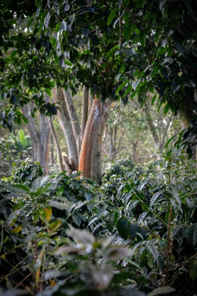 plantation café colombie andes café de spécialité