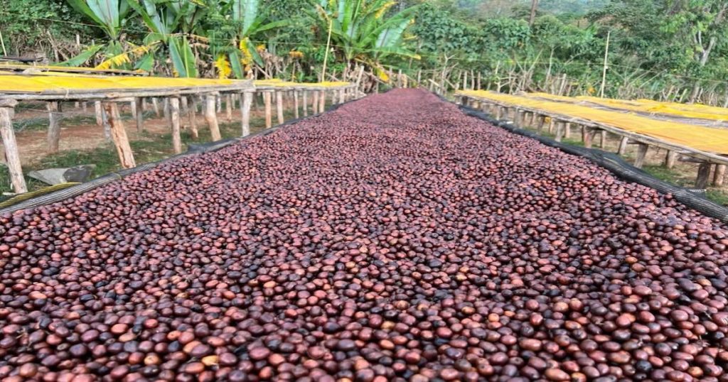 Séchage du café d'Éthiopie 2026